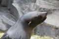 Two fur seal roaring Royalty Free Stock Photo