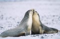 Two Fur seals bonding on beach