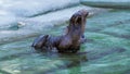 Two fur seals are cleaned and scratched tail in the water near the shore