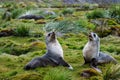 Two fur seals posturing in the native grass and moss habitat of Royal Bay, South Georgia