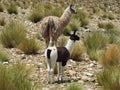 Furry llamas in the field with green bushes