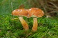 Two Bay boletes