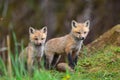 Two fuzzy red fox kits Royalty Free Stock Photo