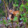 Two fuzzy red fox kits Royalty Free Stock Photo