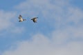 Two Gadwalls Flying Among the Clouds Royalty Free Stock Photo