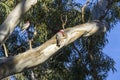 Two galah`s in a tree Royalty Free Stock Photo