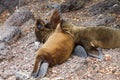 Two Galapagos Baby Sea Lions