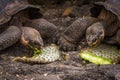 Two Galapagos giant tortoises chewing cactus leaves