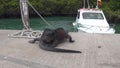 Two Galapagos iguanas on background of sea and boat on Santa Cruz Island.