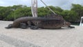 Two Galapagos iguanas fighting on the wharf on Santa Cruz Island.