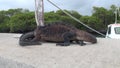 Two Galapagos iguanas fighting on the wharf on Santa Cruz Island.