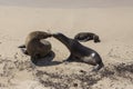 Two Galapagos sea lions seen in profile touching noses with tiny pup looking on Royalty Free Stock Photo