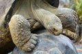 Two Galapagos tortoise mating Royalty Free Stock Photo