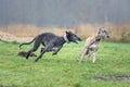 Two sighthounds are playing together Royalty Free Stock Photo