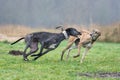 Two sighthounds are playing together Royalty Free Stock Photo