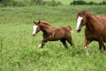 Two Galloping Horses Royalty Free Stock Photo