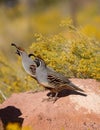 Two Gambel Quail on a boulder in front of yellow flowers Royalty Free Stock Photo