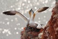 Two gannets. Bird landind to the nest with female sitting on the egs. Wildlife scene from nature. Sea bird on the rock cliff.
