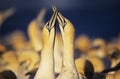 Two Gannets courting near colony Royalty Free Stock Photo