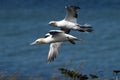 Two gannets in flight over clifftops Royalty Free Stock Photo