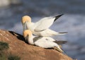 Two gannets mating on a cliffs edge