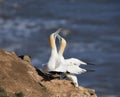 Two gannets mating on a cliffs edge