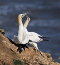 Two gannets mating on a cliffs edge