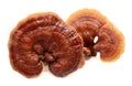 Two Ganoderma lucidum mushrooms.