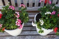 Two garden pots filled with colorful flowers on a wooden bench Royalty Free Stock Photo