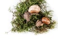 Two garden snails on moss isolated on white in the background Helix Pomatia space for text, top view. Food recipe background. Royalty Free Stock Photo