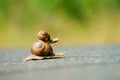 Two garden snails racing