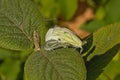 Two garden white butterflies mating Royalty Free Stock Photo