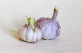 Two garlic bulbs and one of them with green sprouts on a white fabric background. Royalty Free Stock Photo