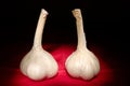 Two garlic bulbs Royalty Free Stock Photo