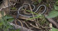 Garter Snakes