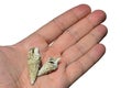 Two gastropod snail seashells held on adult man palm, white background Royalty Free Stock Photo