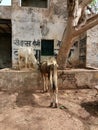 Two gaunt skinny cows seeking food in the backyard in the Indian suburbs