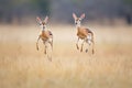 two gazelles jumping in unison in a field Royalty Free Stock Photo