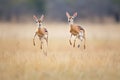 two gazelles jumping in unison in a field