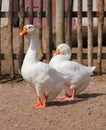 Two geese Royalty Free Stock Photo