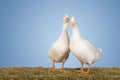 Two Geese Against Blue Sky Royalty Free Stock Photo