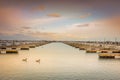 Two geese on beautiful Lake Michigan sunset in Chicago Illinois Royalty Free Stock Photo