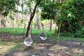 two geese walk together Royalty Free Stock Photo