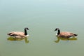 Two Geese Royalty Free Stock Photo