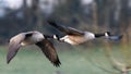 Two geese in flight Royalty Free Stock Photo