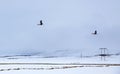 Two Geese fly over snowy fields in Iceland