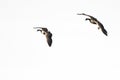 Two Geese Flying Against a White Background Royalty Free Stock Photo