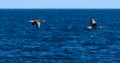 Two geese flying over blue Atlantic ocean near Reykjavik, Iceland on early June morning. Royalty Free Stock Photo