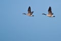 Two Geese Flying In Unison