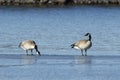 Two geese on ice by the lake Royalty Free Stock Photo